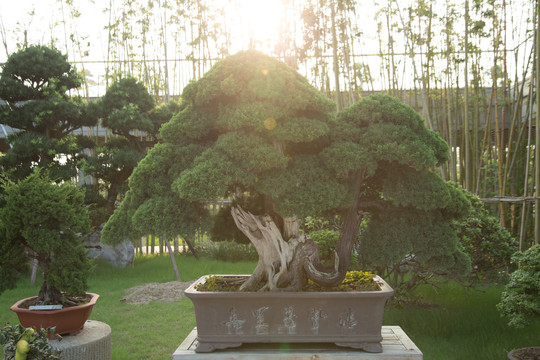 松树盆景