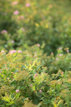 粉花绣线菊