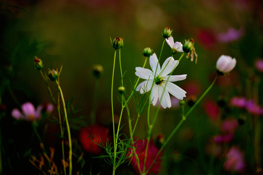 格桑花