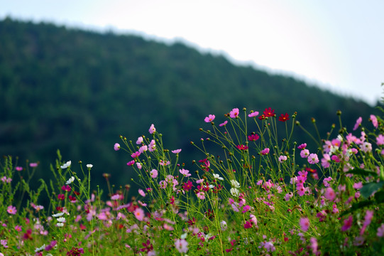 格桑花