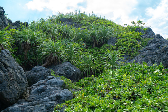 海南博鳌山钦湾礁石上的藤蔓