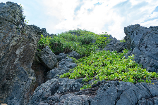 海南博鳌山钦湾礁石上的藤蔓