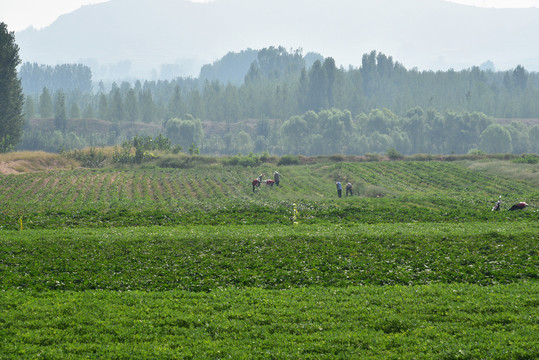 山村农田