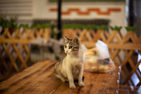 教堂里可爱的粘人猫咪