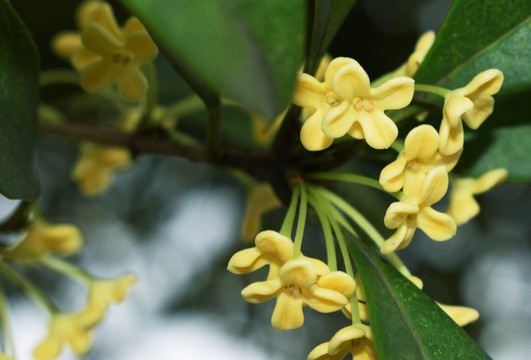 桂花