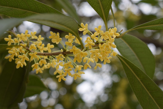 桂花