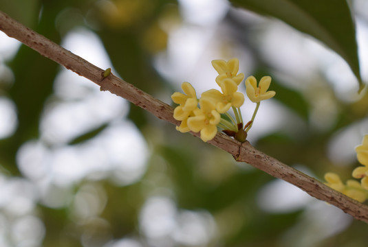 桂花