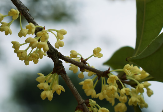 桂花