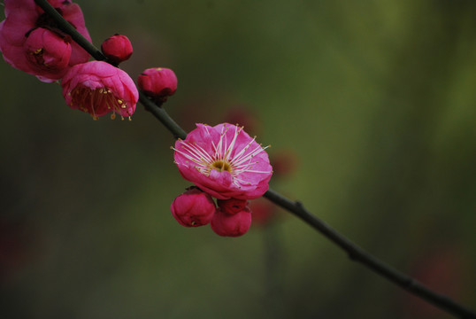 南京梅花山梅花