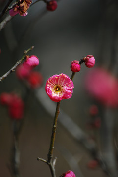 南京梅花山梅花