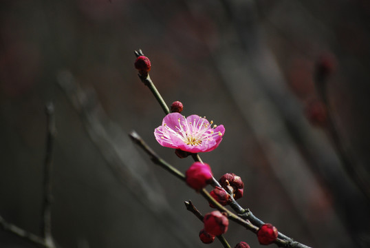 南京梅花山梅花