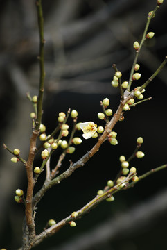 南京梅花山梅花