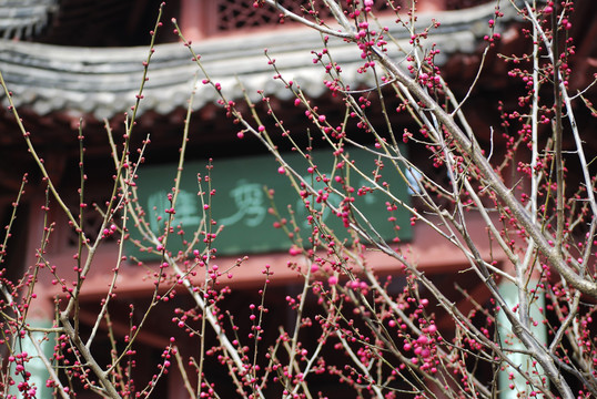 南京梅花山梅花