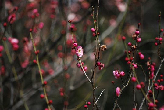 南京梅花山梅花