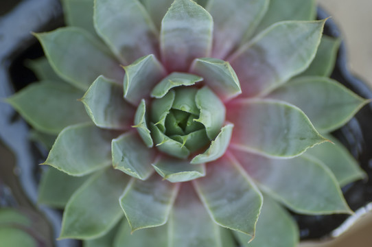 仙人掌类植物