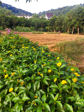 湿地公园田园风光