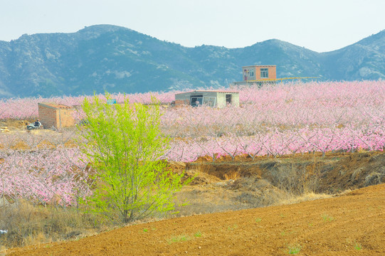 桃花源