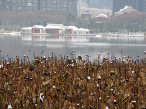 沙湖公园雪景