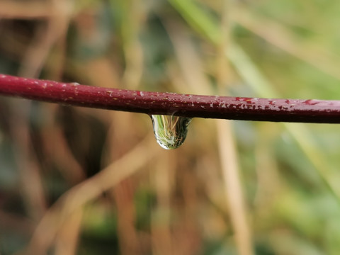 藤蔓上的水珠