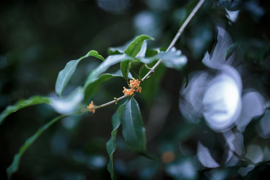 桂花