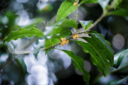 桂花