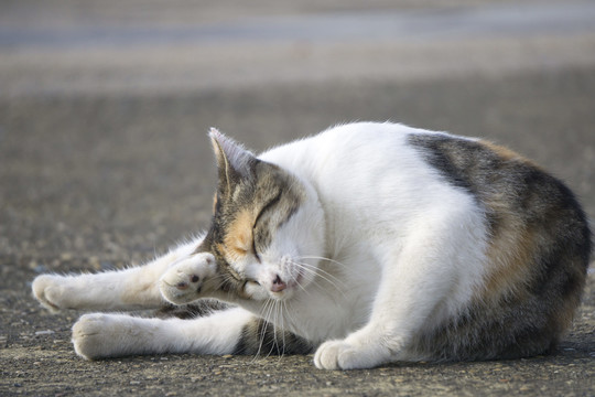 小猫擦脸