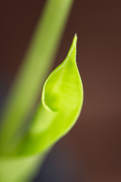 绿叶植物微距特写