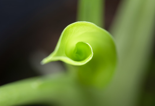 绿叶植物微距特写