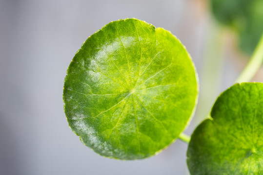 绿叶植物微距特写