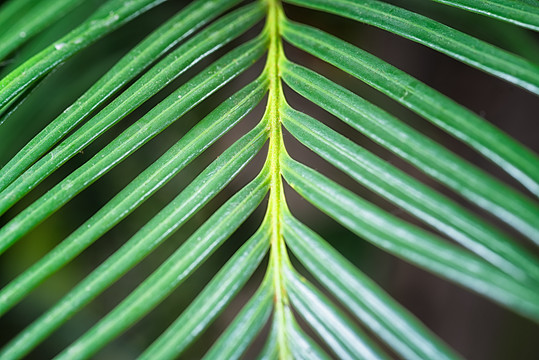 绿叶植物微距特写