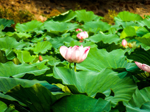 出水芙蓉