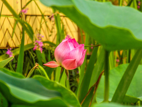 荷花素材