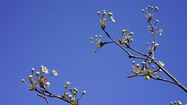 春芽