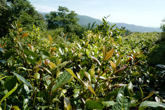 普洱茶树