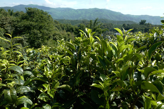 普洱茶树