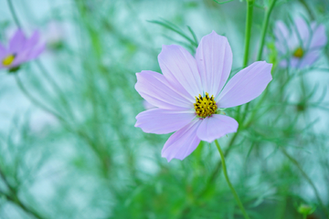 格桑花