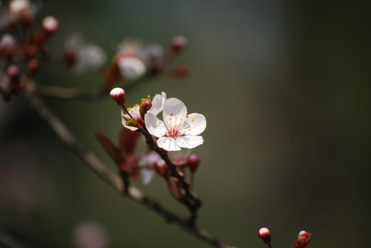 樱花