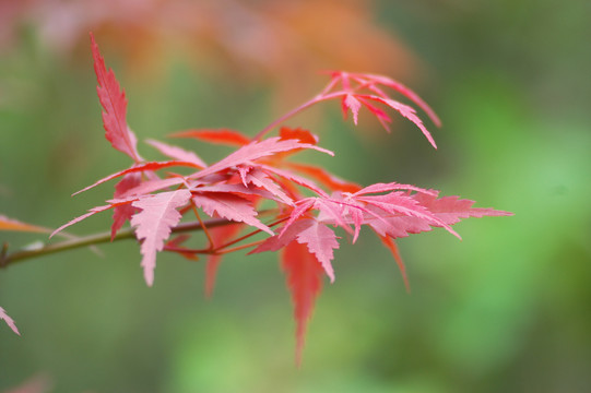 红枫