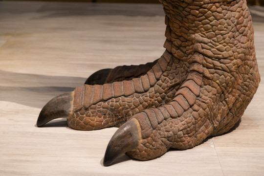 恐龙脚趾