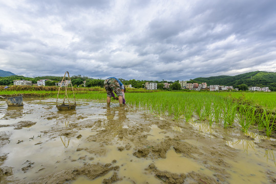 稻田