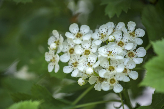 山楂花