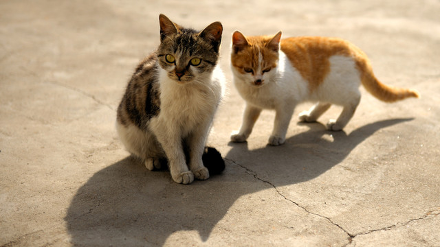 一对相依相恋的猫