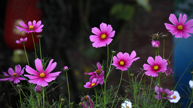 格桑花