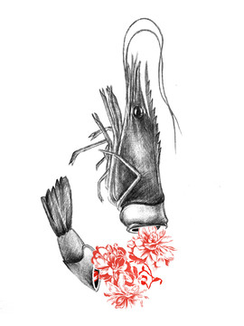 手繪素描高清大圖蝦魚手繪