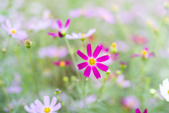 济南格桑花