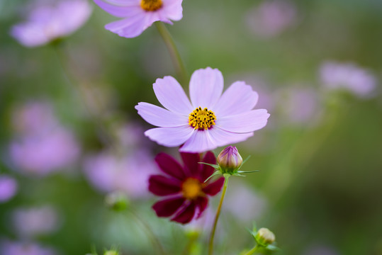 济南格桑花