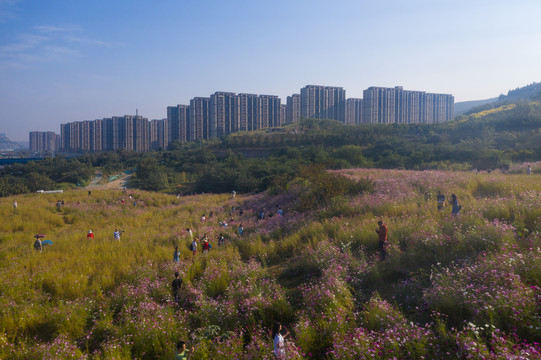 济南格桑花