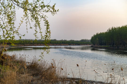 黄河故道