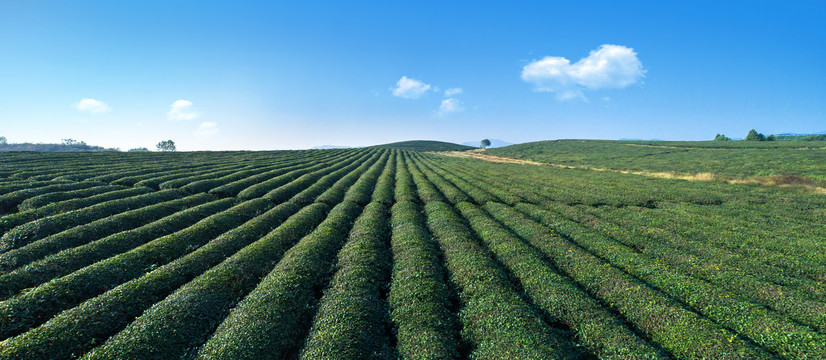 杭州茶园西湖龙井茶