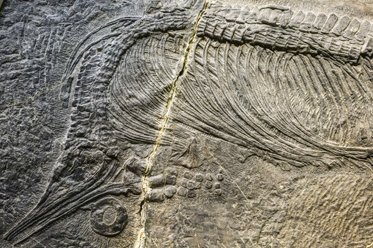 周氏黔鱼龙化石